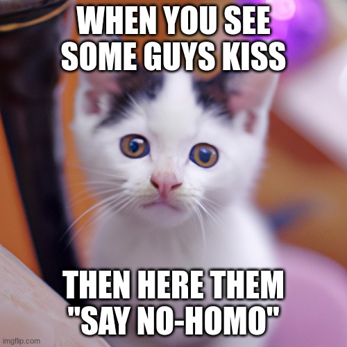 I'm not gay, I swear! | WHEN YOU SEE SOME GUYS KISS; THEN HERE THEM "SAY NO-HOMO" | image tagged in homophobic,meme,cat,cute cat,gay | made w/ Imgflip meme maker