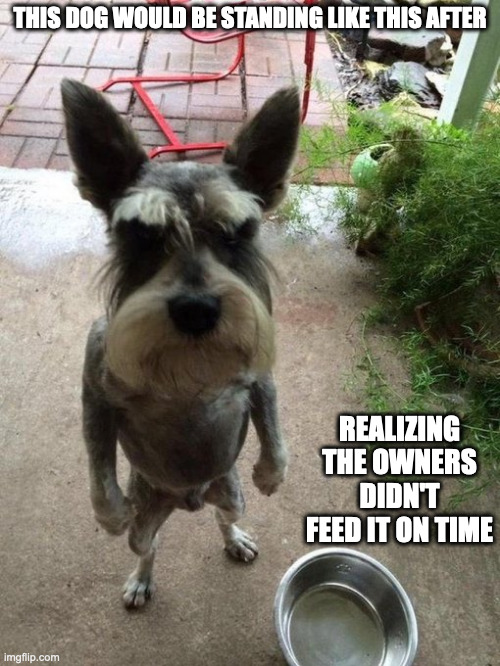 Dog Standing on Its Hind Legs | THIS DOG WOULD BE STANDING LIKE THIS AFTER; REALIZING THE OWNERS DIDN'T FEED IT ON TIME | image tagged in dogs,memes | made w/ Imgflip meme maker