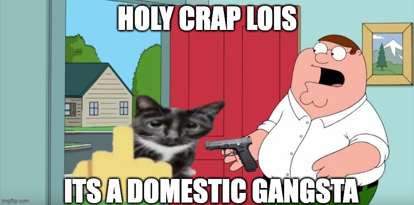 HOLY FLIBBERGASTS LOIS ITS A DOMESTIC GANSTA | HOLY CRAP LOIS; ITS A DOMESTIC GANGSTA | image tagged in cat | made w/ Imgflip meme maker