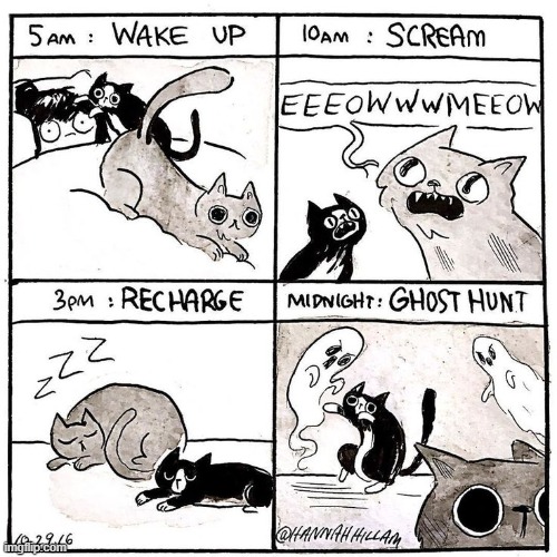 Cats | image tagged in comics/cartoons,comics,cats,kittens | made w/ Imgflip meme maker