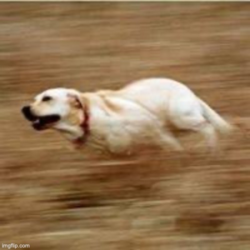 Speedy doggo | image tagged in speedy doggo | made w/ Imgflip meme maker