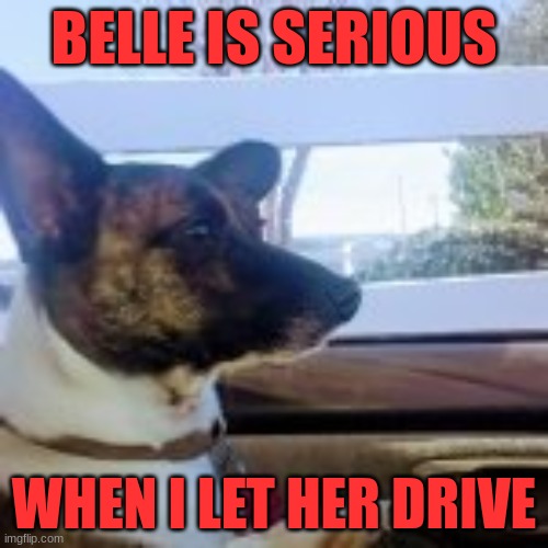 belle | BELLE IS SERIOUS; WHEN I LET HER DRIVE | image tagged in dog | made w/ Imgflip meme maker