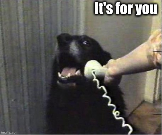 Yes this is dog | It's for you | image tagged in yes this is dog | made w/ Imgflip meme maker