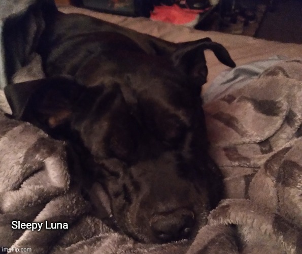 Sleepy Luna | image tagged in idk stuff s o u p carck,dogs | made w/ Imgflip meme maker