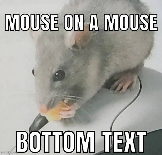 image tagged in memes | made w/ Imgflip meme maker