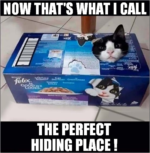 Cat Camouflage ! | NOW THAT'S WHAT I CALL; THE PERFECT HIDING PLACE ! | image tagged in cata,camouflage,box | made w/ Imgflip meme maker