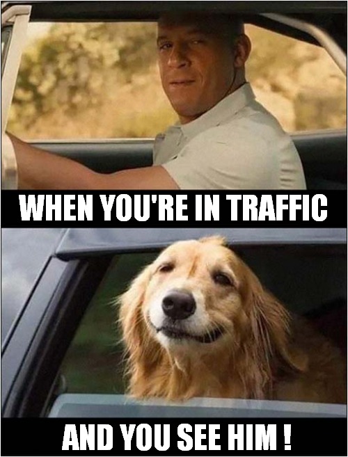 A Dog In A Car Makes Me Smile ! | WHEN YOU'RE IN TRAFFIC; AND YOU SEE HIM ! | image tagged in dogs,cars,traffic,smile | made w/ Imgflip meme maker