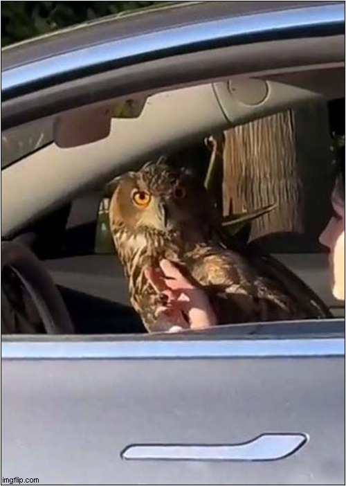 This Is Easier Than Flying ! | image tagged in owls,cars,smile | made w/ Imgflip meme maker