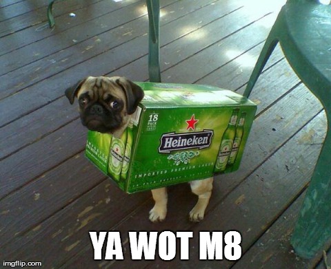 YA WOT M8 | image tagged in funny,pugs,dogs | made w/ Imgflip meme maker