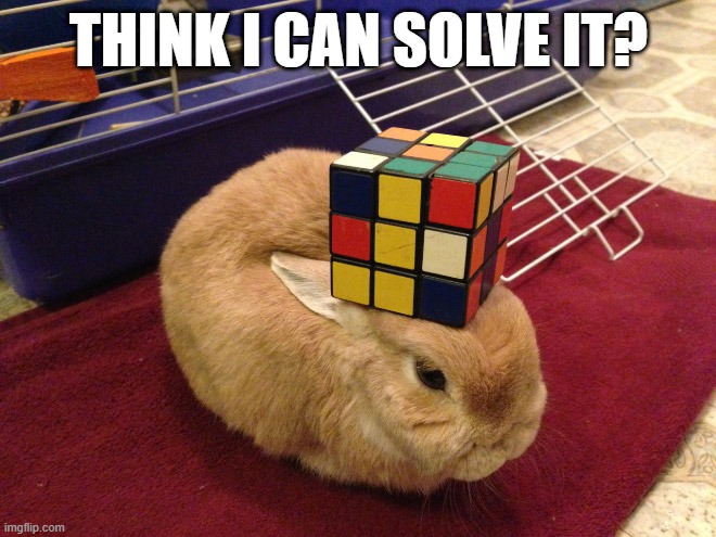 Rubik's Bunny | THINK I CAN SOLVE IT? | image tagged in bunny | made w/ Imgflip meme maker