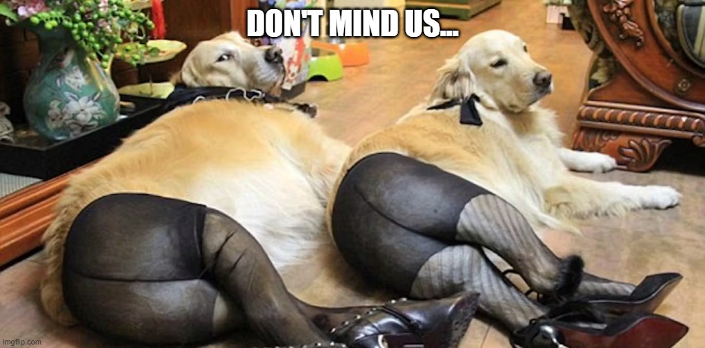 Looking...What? | DON'T MIND US... | image tagged in funny dogs | made w/ Imgflip meme maker