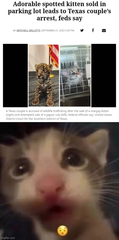 The arrest | image tagged in cat gasp,kitten,cats,cat,memes,arrest | made w/ Imgflip meme maker