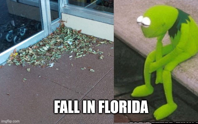 Fall in Florida | FALL IN FLORIDA | image tagged in fall in florida,fall memes,florida memes,kermit memes,autumn leaves,fall colors | made w/ Imgflip meme maker