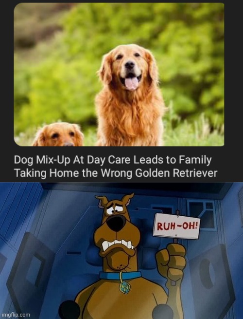 The dog mix-up | image tagged in scooby ruh-oh,dogs,dog,memes,golden retriever,day care | made w/ Imgflip meme maker