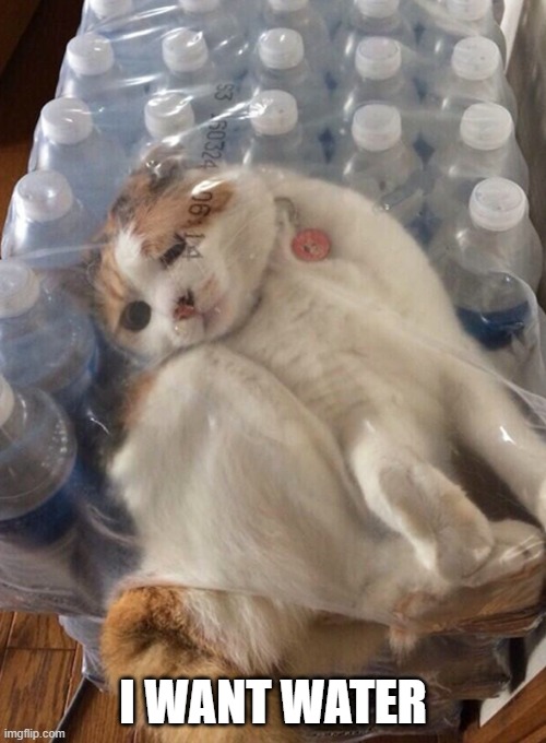 Water Pwease | I WANT WATER | image tagged in funny cats | made w/ Imgflip meme maker