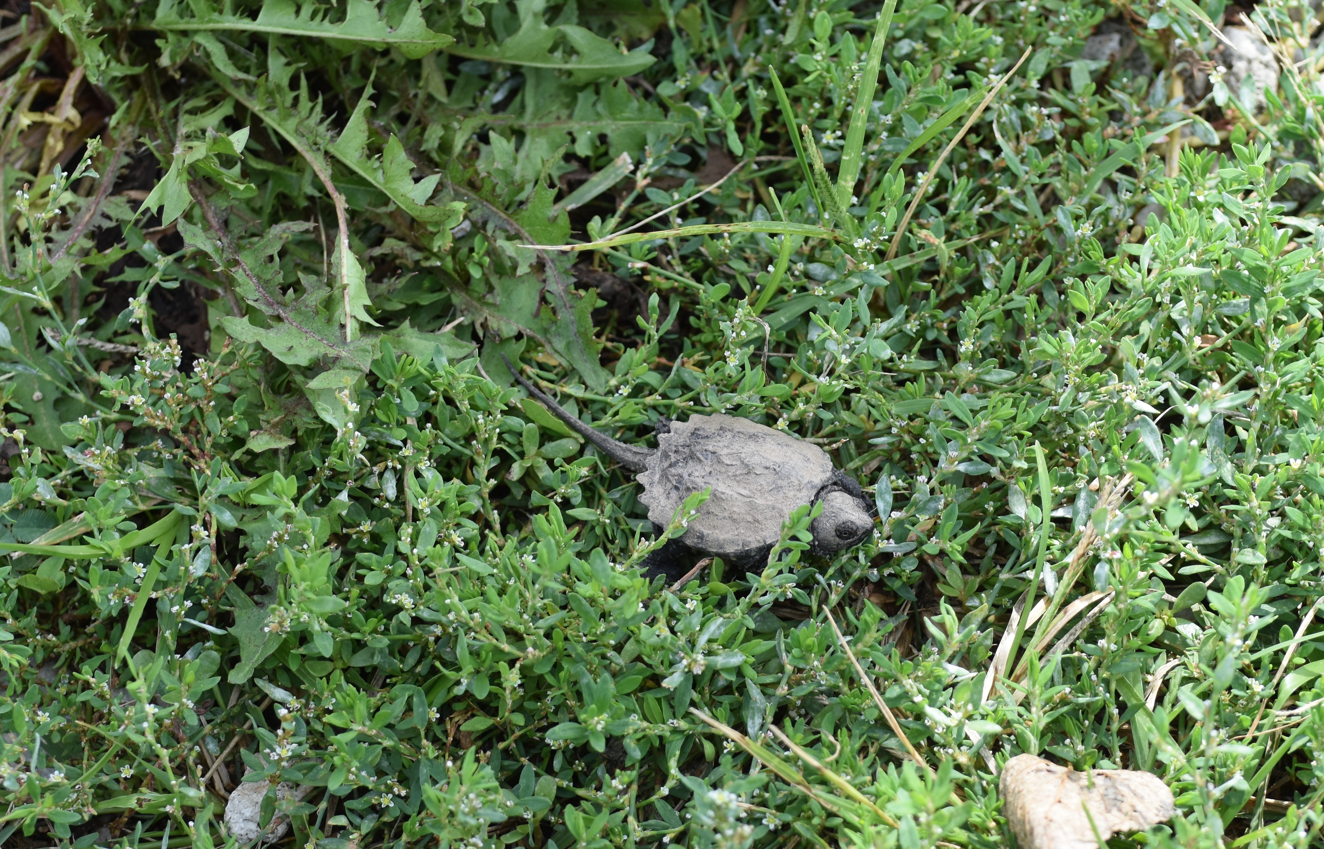 baby snapping turtle | made w/ Imgflip meme maker