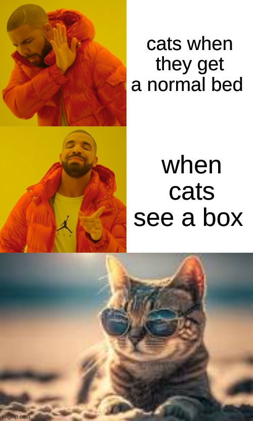 when cats see thier bed | cats when they get a normal bed; when cats see a box | image tagged in memes,drake hotline bling | made w/ Imgflip meme maker