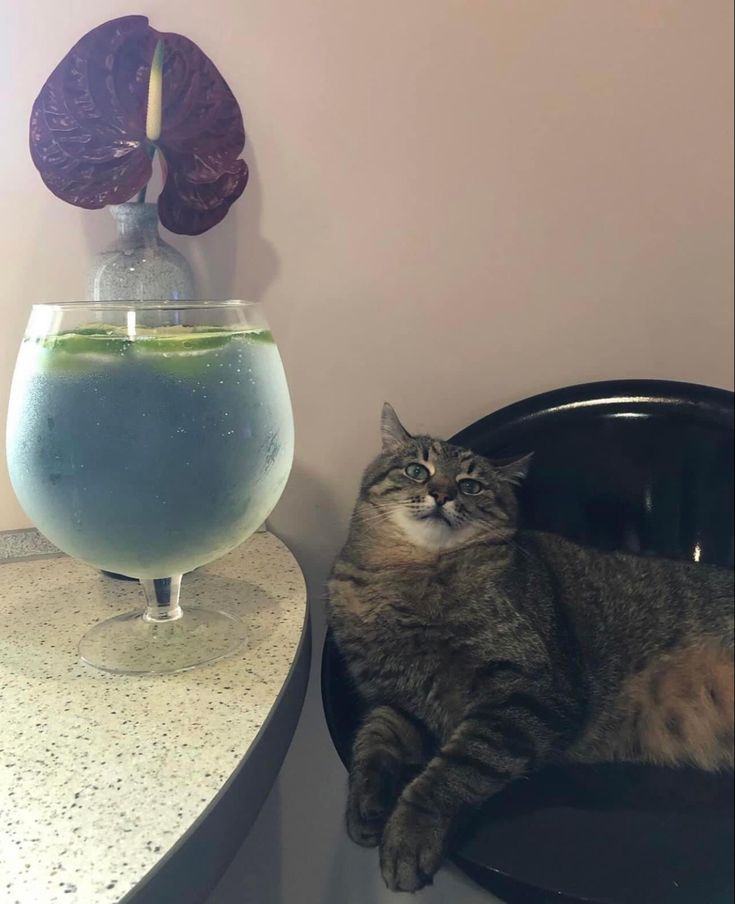 Stepan cat Blank Meme Template