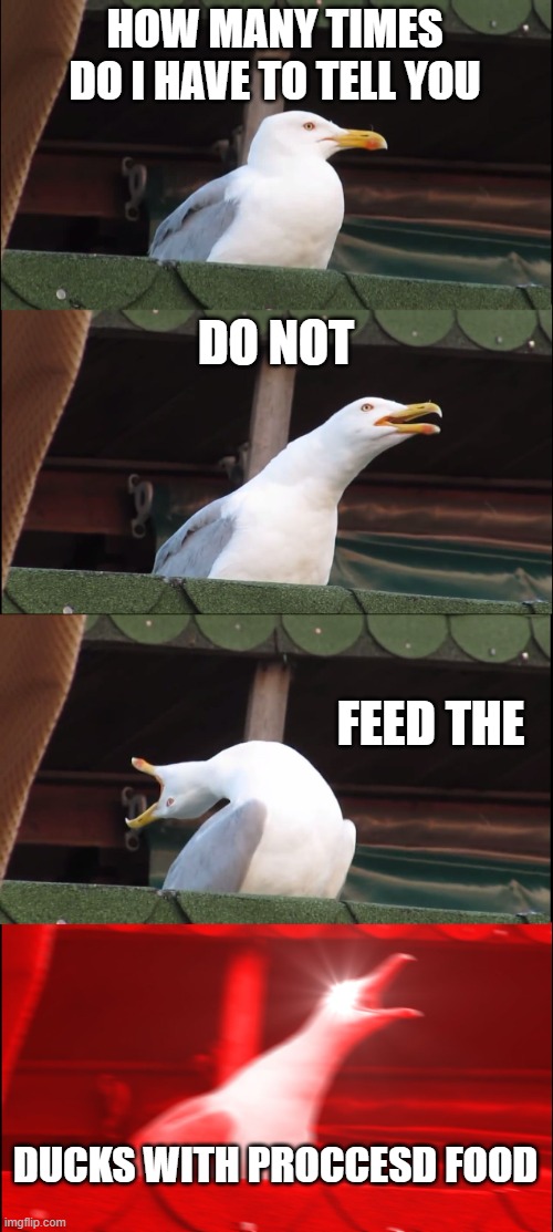 seriously, it could kill them. | HOW MANY TIMES DO I HAVE TO TELL YOU; DO NOT; FEED THE; DUCKS WITH PROCCESD FOOD | image tagged in memes,inhaling seagull,processed food | made w/ Imgflip meme maker