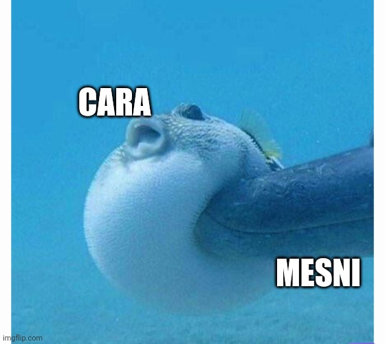 CARA; MESNI | made w/ Imgflip meme maker