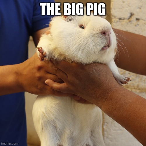 Important bigpig facts | THE BIG PIG | image tagged in thp,big,pig | made w/ Imgflip meme maker
