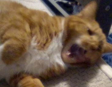 when the cat Blank Meme Template