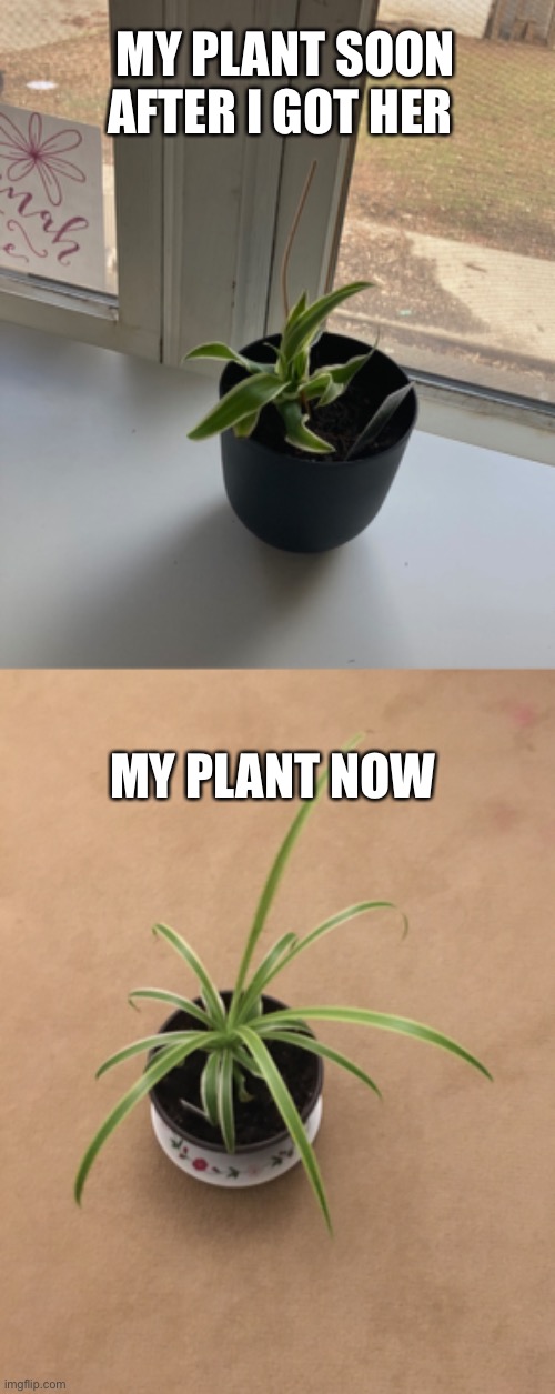 MY PLANT SOON AFTER I GOT HER; MY PLANT NOW | image tagged in plants | made w/ Imgflip meme maker