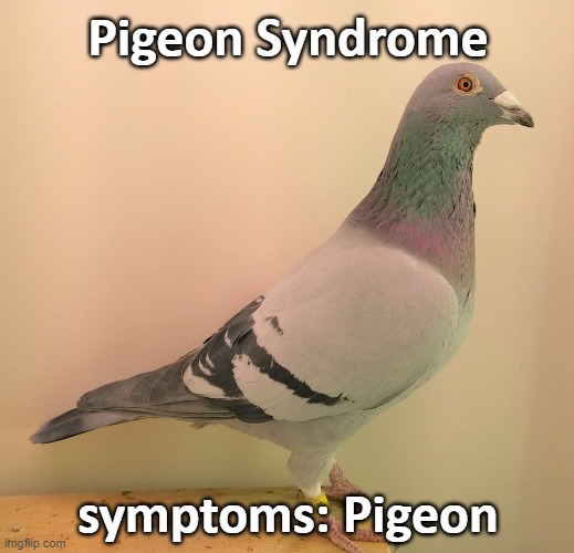 Pigeon Syndrome | Pigeon Syndrome; symptoms: Pigeon | image tagged in pigeon | made w/ Imgflip meme maker