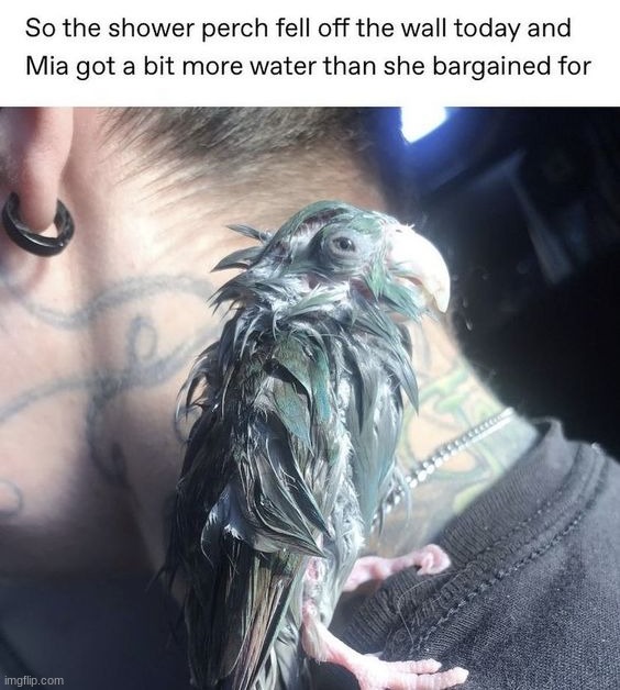 Wet birb | image tagged in memes,funny | made w/ Imgflip meme maker