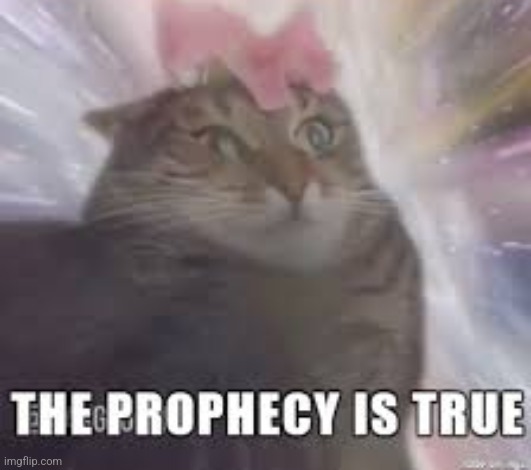 The prophecy is true cat | image tagged in the prophecy is true cat | made w/ Imgflip meme maker