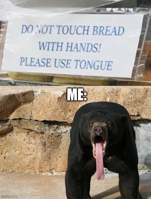 ME: | image tagged in bear with tongue sticking out | made w/ Imgflip meme maker