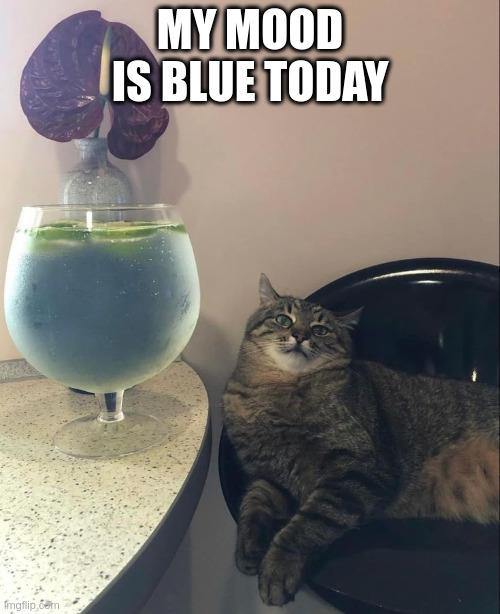 My mood is blue today | MY MOOD IS BLUE TODAY | image tagged in stepan cat | made w/ Imgflip meme maker
