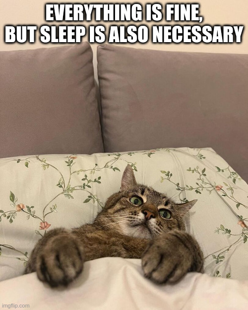 Everything is fine, but sleep is also necessary | EVERYTHING IS FINE, BUT SLEEP IS ALSO NECESSARY | image tagged in stepan cat,sleep | made w/ Imgflip meme maker