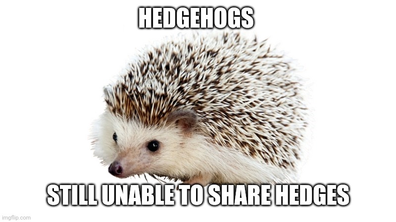 carl the hedgehog | HEDGEHOGS; STILL UNABLE TO SHARE HEDGES | image tagged in carl the hedgehog | made w/ Imgflip meme maker