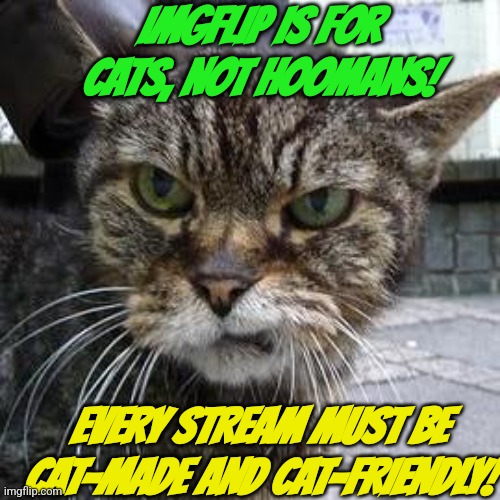 ImgFlip = Cat Website | IMGFLIP IS FOR CATS, NOT HOOMANS! EVERY STREAM MUST BE CAT-MADE AND CAT-FRIENDLY! | image tagged in angry cat,cat,cat takeover | made w/ Imgflip meme maker