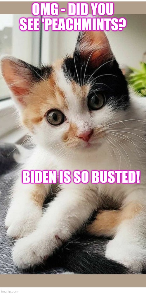 Kitty Says Joe Busted | OMG - DID YOU SEE 'PEACHMINTS? BIDEN IS SO BUSTED! | image tagged in impeach,creepy joe biden,cute kittens | made w/ Imgflip meme maker
