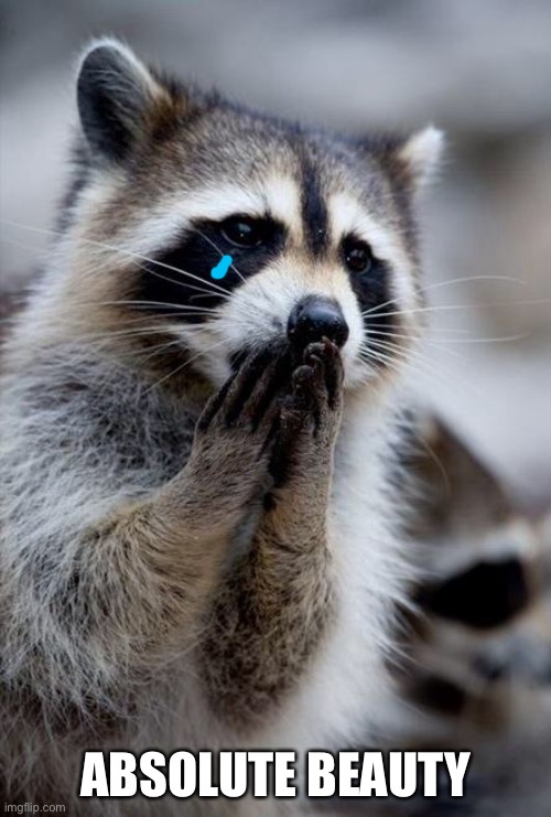 surprised raccoon | ABSOLUTE BEAUTY | image tagged in surprised raccoon | made w/ Imgflip meme maker