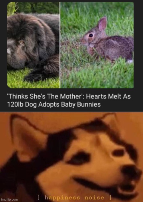 Doggo adopting baby bunnies | image tagged in happiness noise,dogs,dog,memes,bunnies,adoption | made w/ Imgflip meme maker