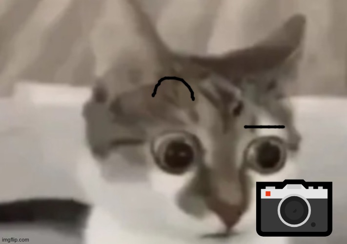 bombastic side eye cat | ? | image tagged in bombastic side eye cat | made w/ Imgflip meme maker