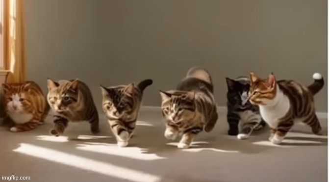 Cute cats | made w/ Imgflip meme maker