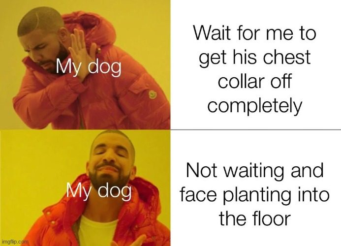 image tagged in memes | made w/ Imgflip meme maker