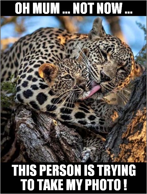 Embarrassment ! | OH MUM ... NOT NOW ... THIS PERSON IS TRYING
TO TAKE MY PHOTO ! | image tagged in cats,leopard,embarrassed,photos | made w/ Imgflip meme maker