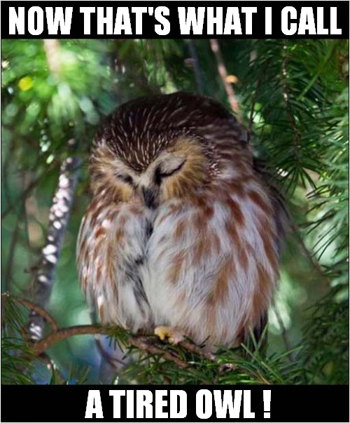 Try Not To Yawn ! | NOW THAT'S WHAT I CALL; A TIRED OWL ! | image tagged in owls,sleepy,yawning | made w/ Imgflip meme maker