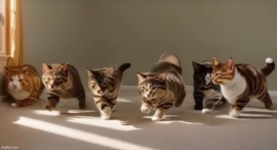 some cute cats :) | made w/ Imgflip meme maker