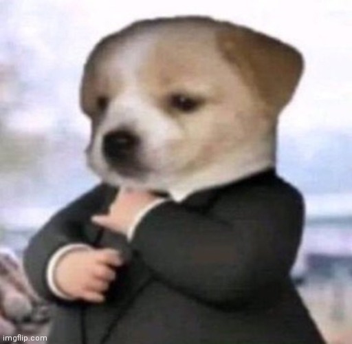 Dog with suit | image tagged in dog with suit | made w/ Imgflip meme maker