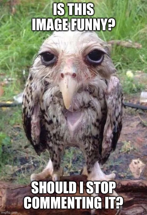 Wet owl | IS THIS IMAGE FUNNY? SHOULD I STOP COMMENTING IT? | image tagged in wet owl,memes,funny,spam | made w/ Imgflip meme maker