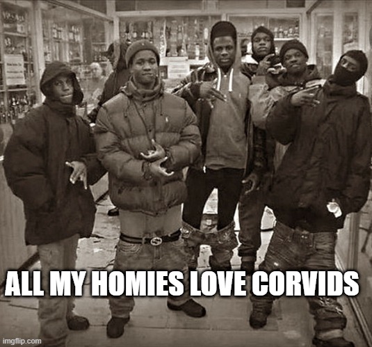 All My Homies Love | ALL MY HOMIES LOVE CORVIDS | image tagged in all my homies love | made w/ Imgflip meme maker