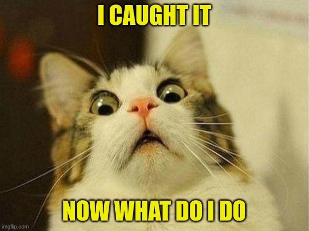 kitty | I CAUGHT IT; NOW WHAT DO I DO | image tagged in memes,scared cat | made w/ Imgflip meme maker