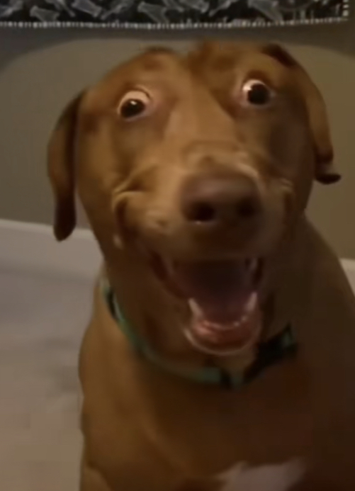 High Quality Goofy ahh dog Blank Meme Template