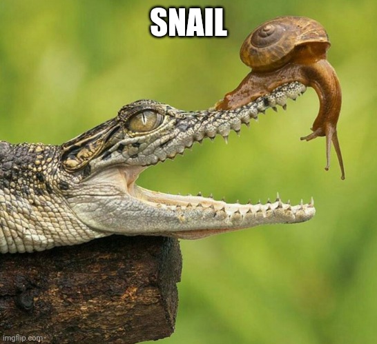 Brave Snail | SNAIL | image tagged in brave snail | made w/ Imgflip meme maker